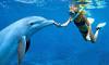 Swim with dolphins adventure - arrafon park with dolphin swim adventure combo
