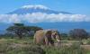 3 Days Amboseli Tour in Kenya