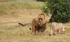 4 Days Masai Mara & Lake Nakuru Safaris, Trips, Tour Packages